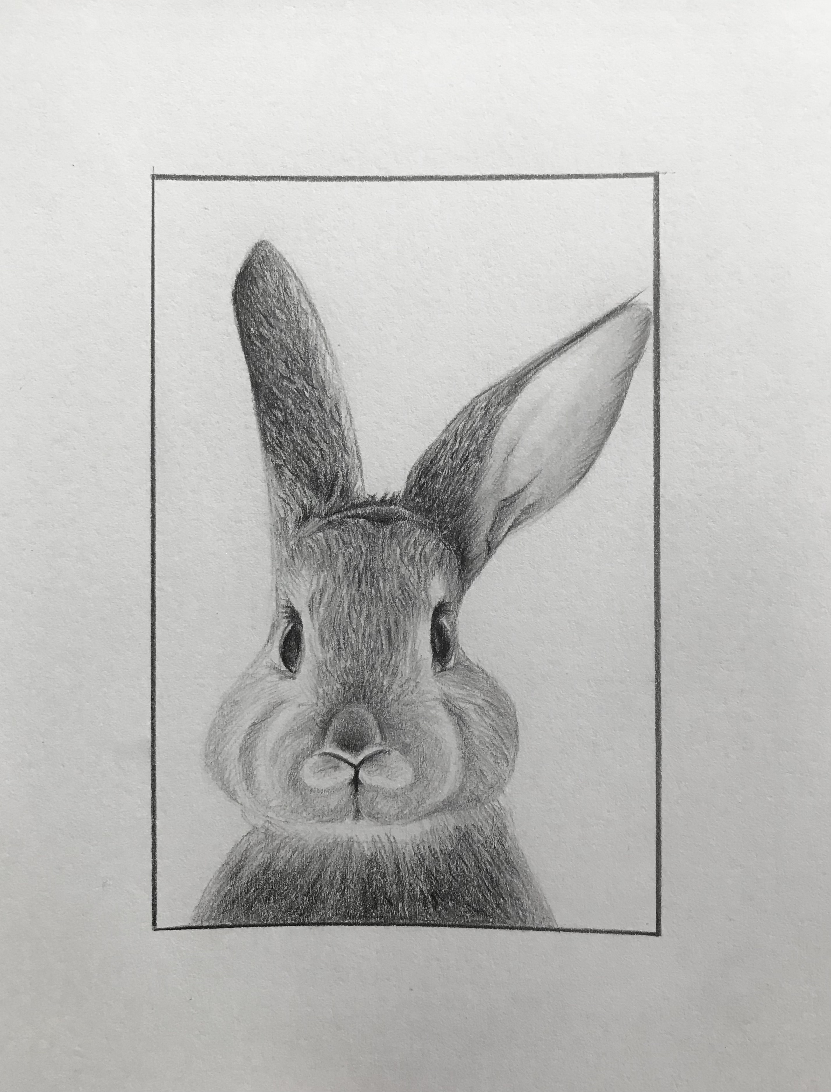 bunny pencil sketch : r/drawing