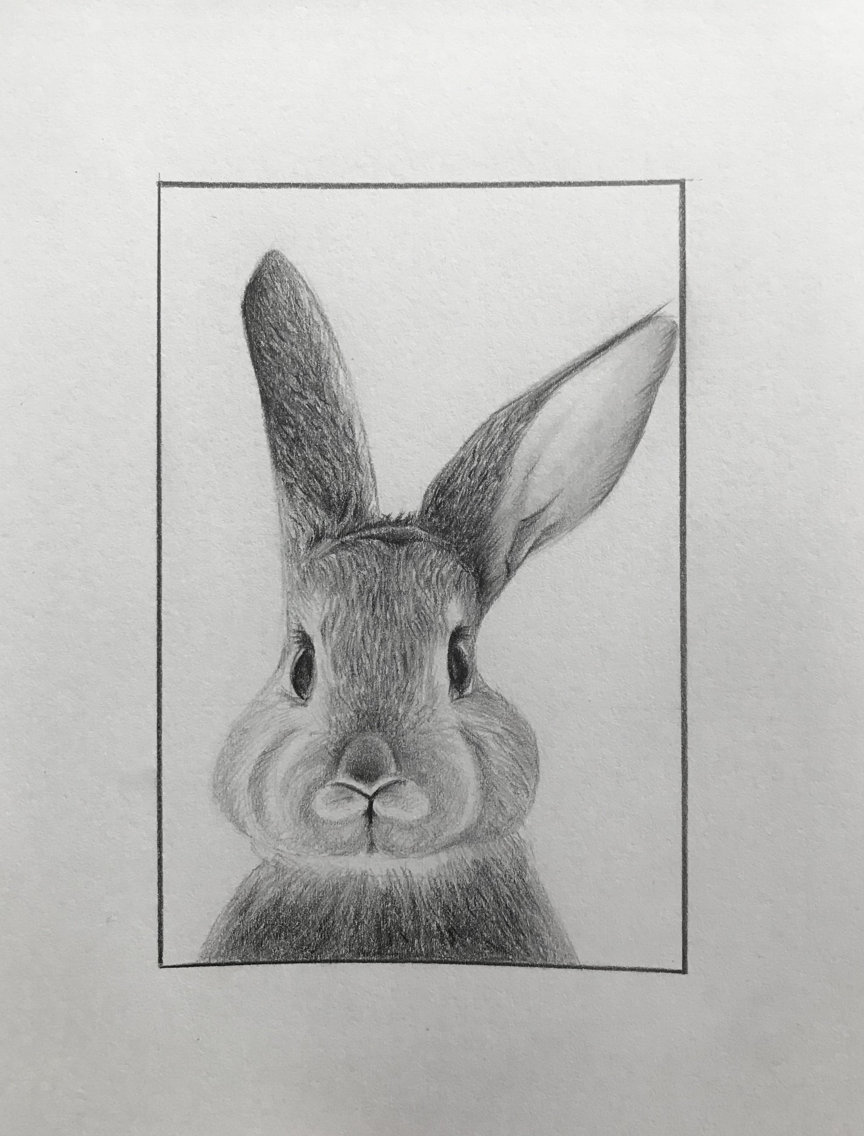 Graphite Pencil Drawing - Art By Alice