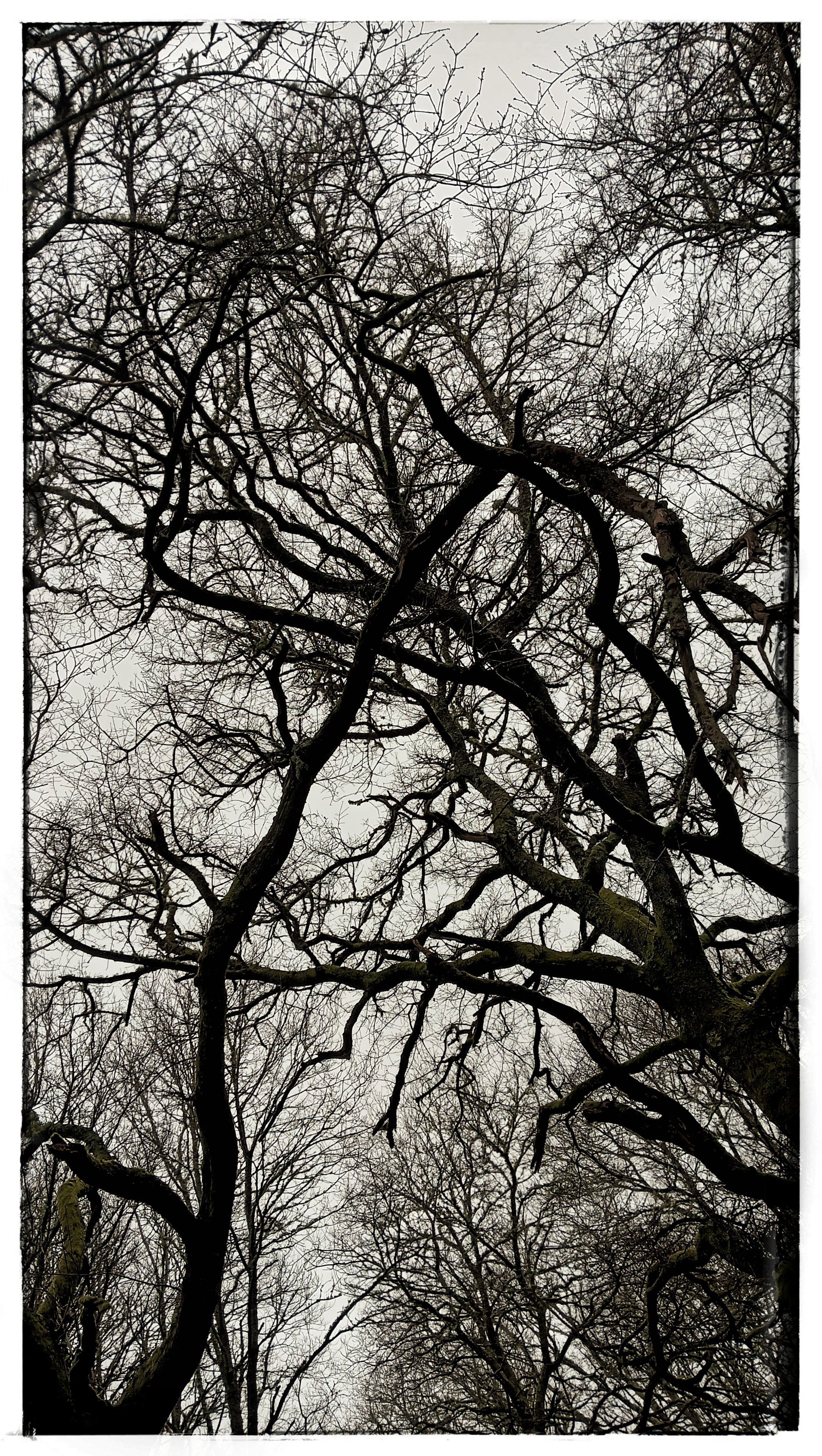 Trees over Gray 🩶 A Sunday morning retrospective 