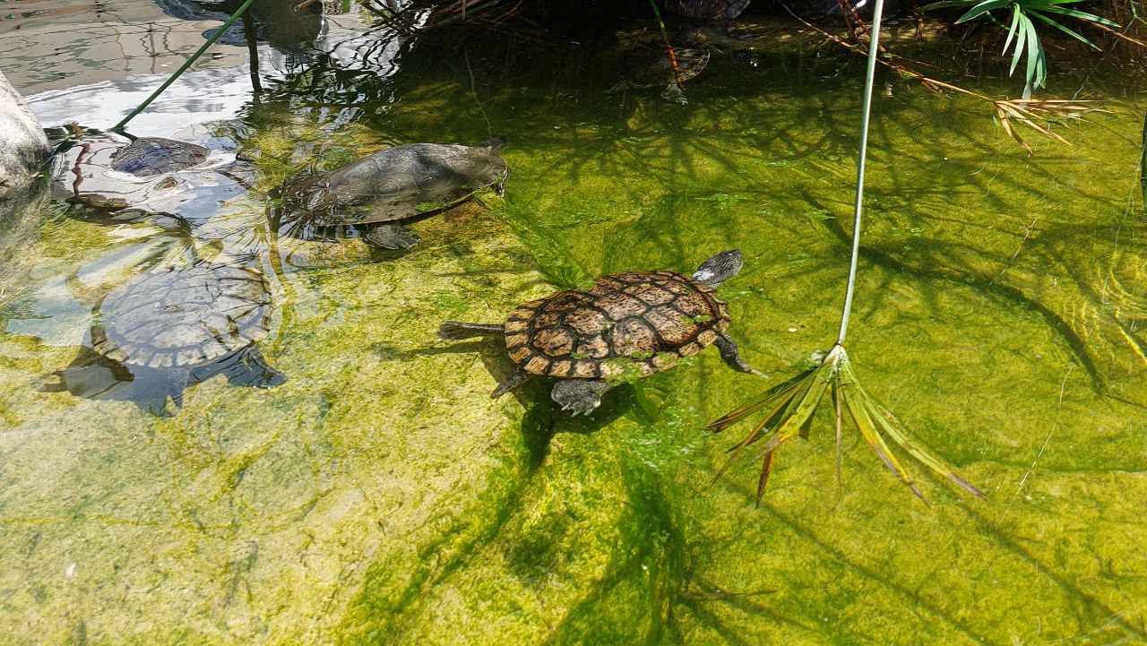 Beautiful turtle at the Isla in Puerto Vallarta / Hermosas tortugas en la Isla de Puerto Vallarta