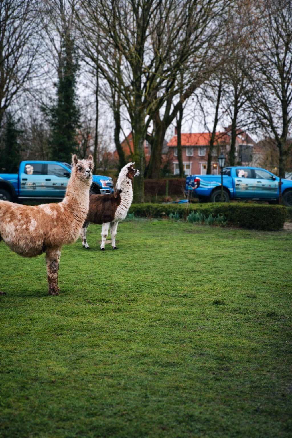 PL/EN Puk puk!Kto tam?-Knock knock! Who's there? 