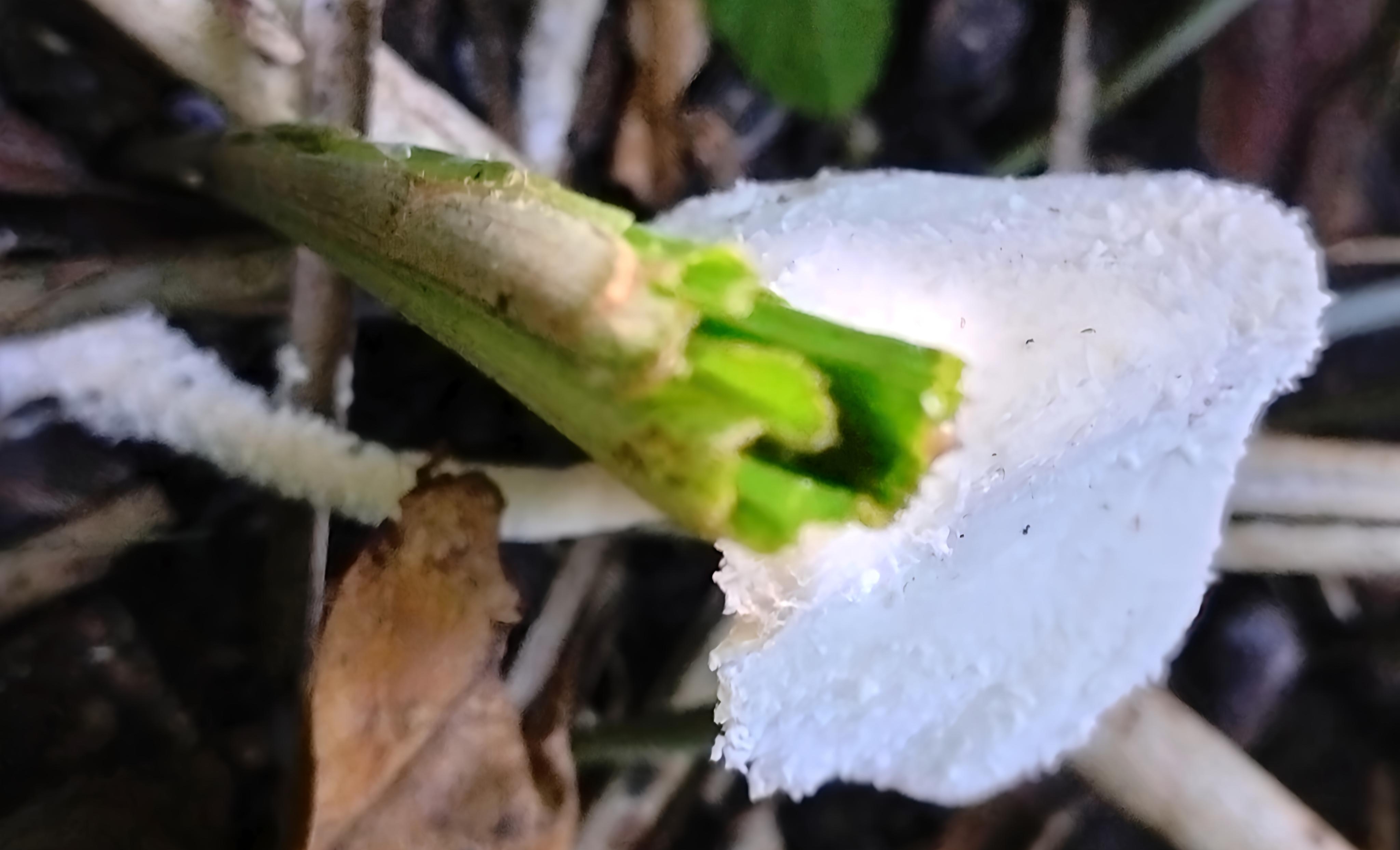 various beautiful mushrooms in the rumbia valley