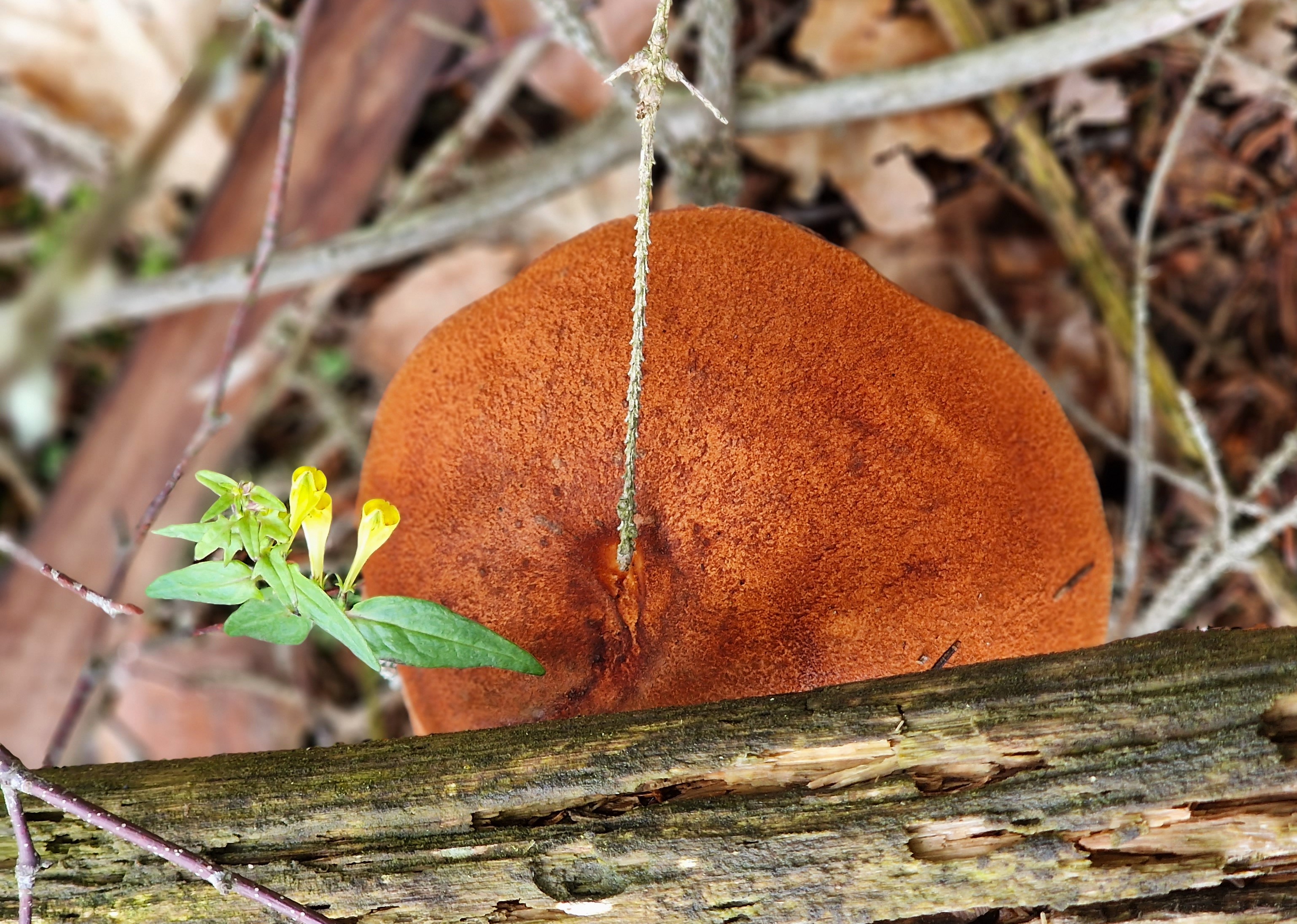 some summer mushrooms