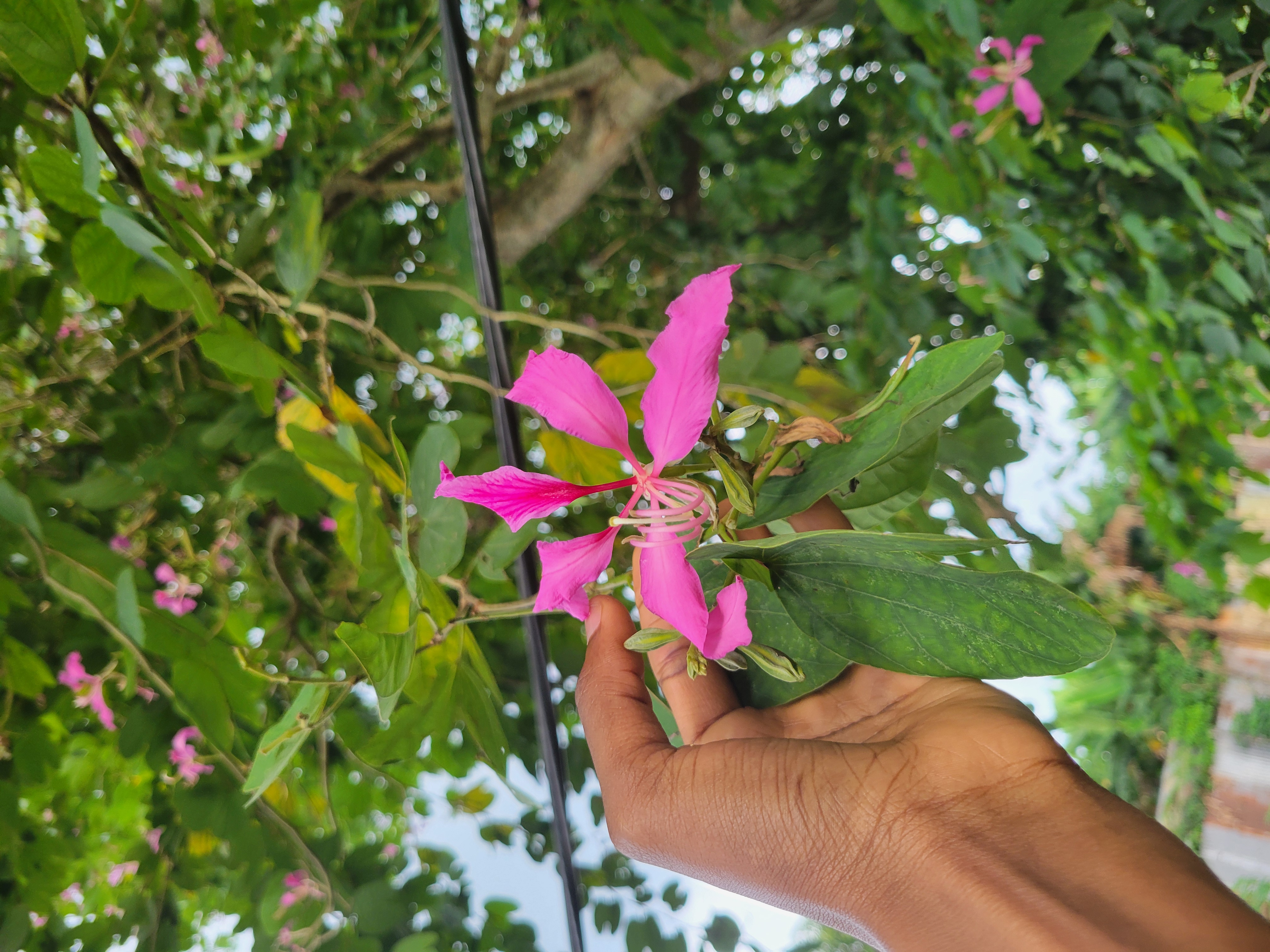 Facts about Bauhinia x blakeana(Hong Kong orchid tree)