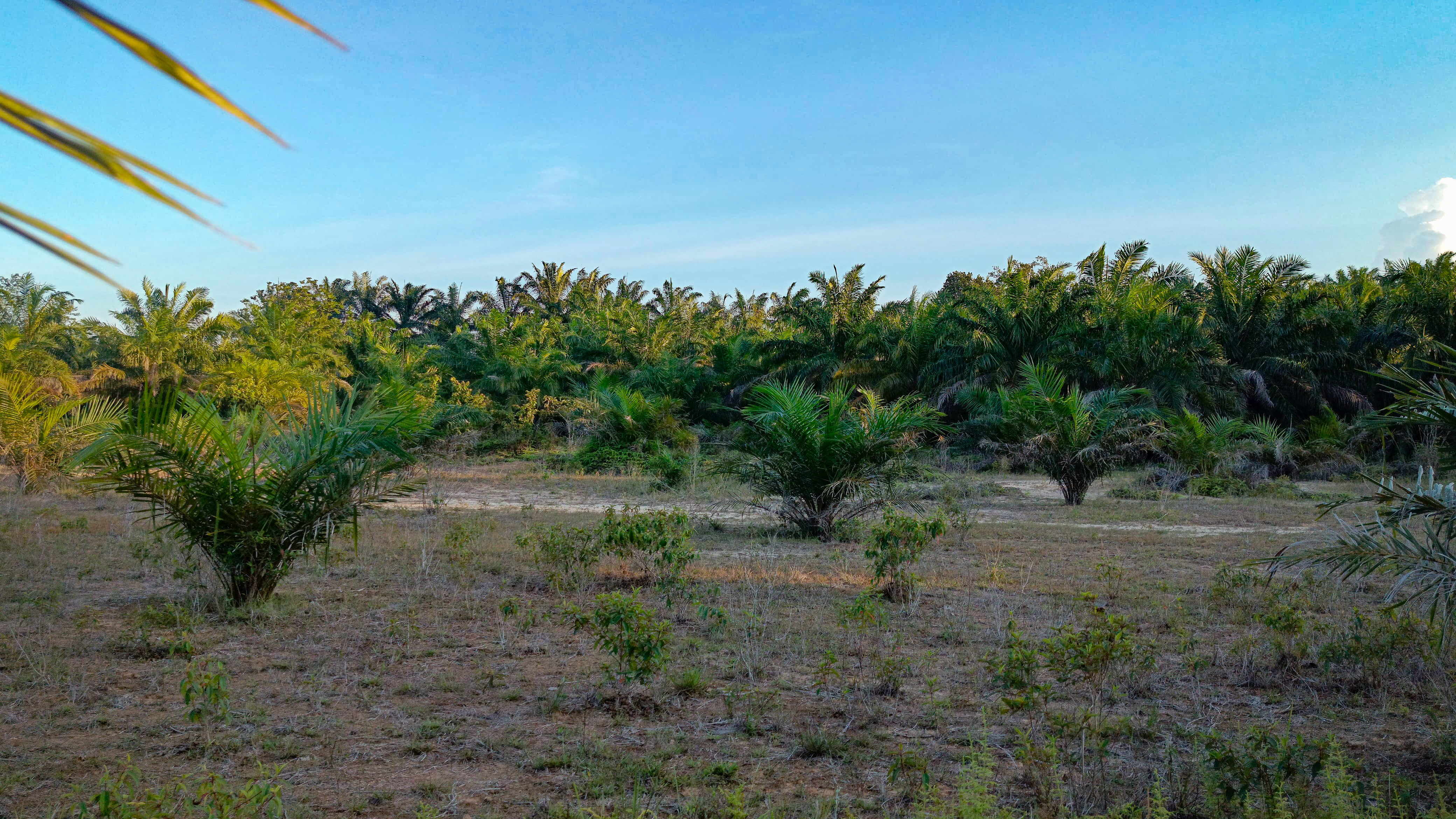 EXPLORING THE OIL PALM PLANTATION IN THE AFTERNOON  // Discovery of turtle dove chicks and bee photography 