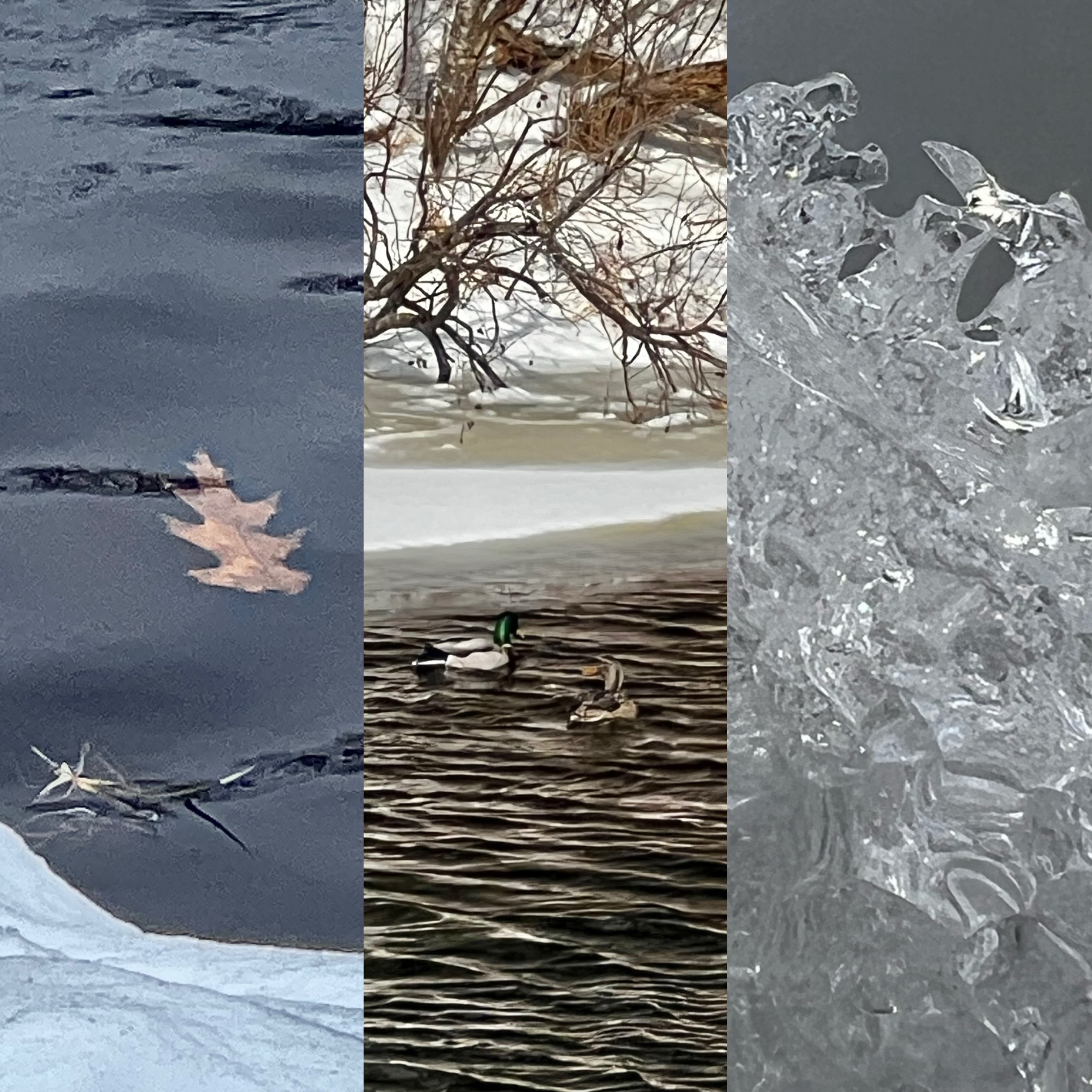 Mallard Duck is Here Again! マガモが帰ってきました！[English and Japanese]