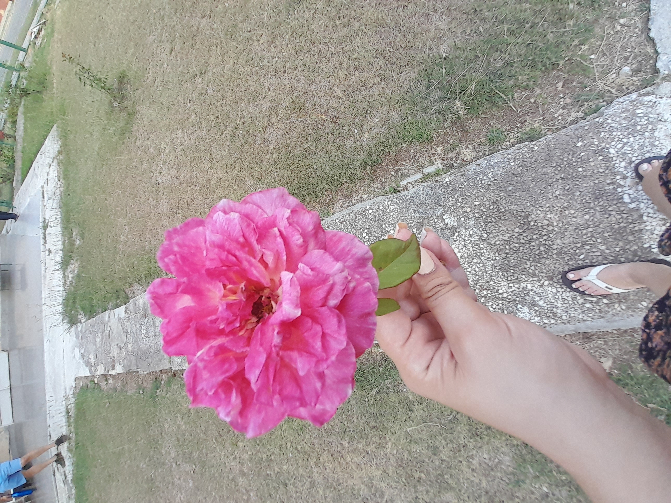 📸 Photographing Flowers / Fotografiando Flores (Eng/Esp)