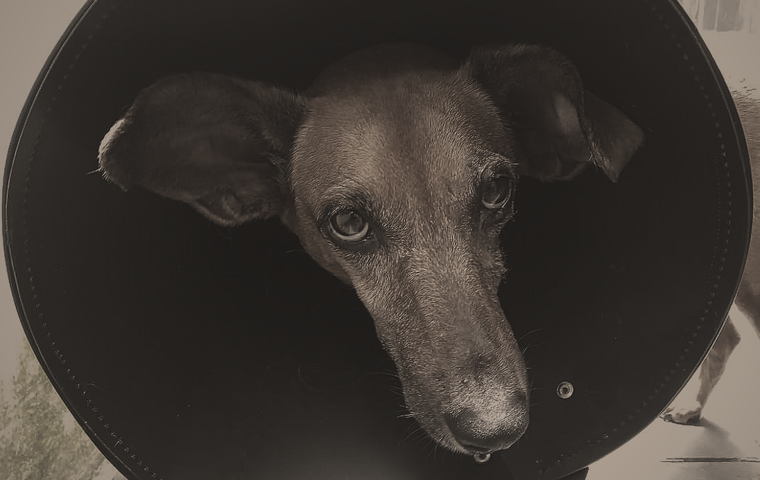 Satellite  Margot [EN/PT]