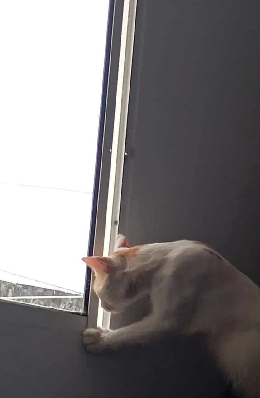 SYLG8YfFq94lV0wO_1000805388.webp