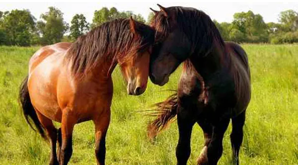 og323-horse-communication-lg.jpg