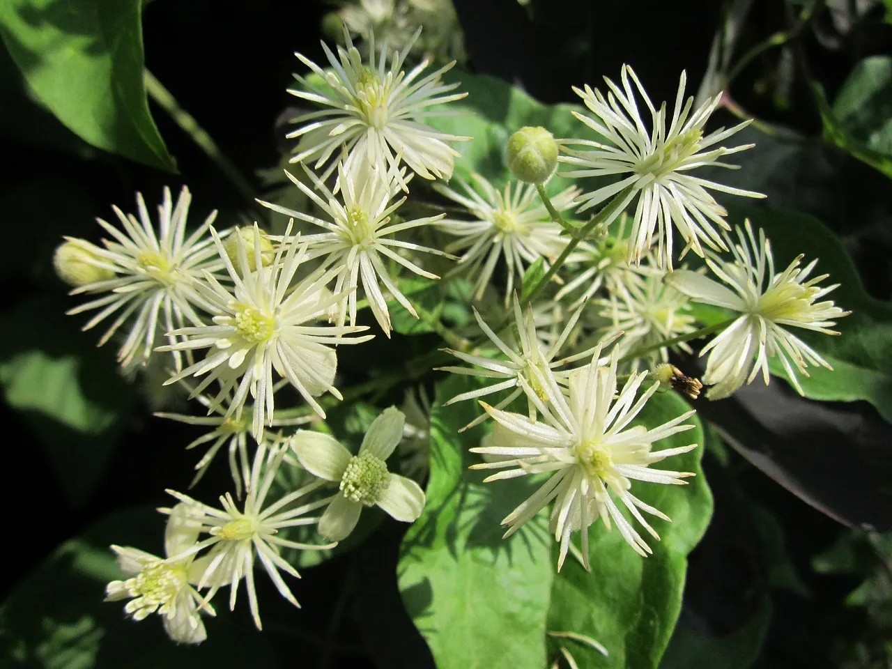 clematis-vitalba-848747_1280.jpg