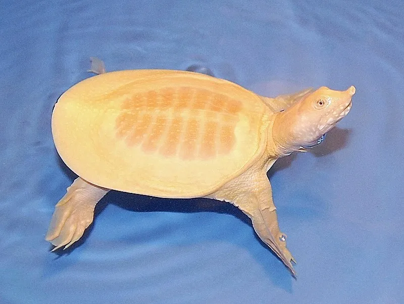 ALBINOchineseSOFTshellTOP(1).jpg