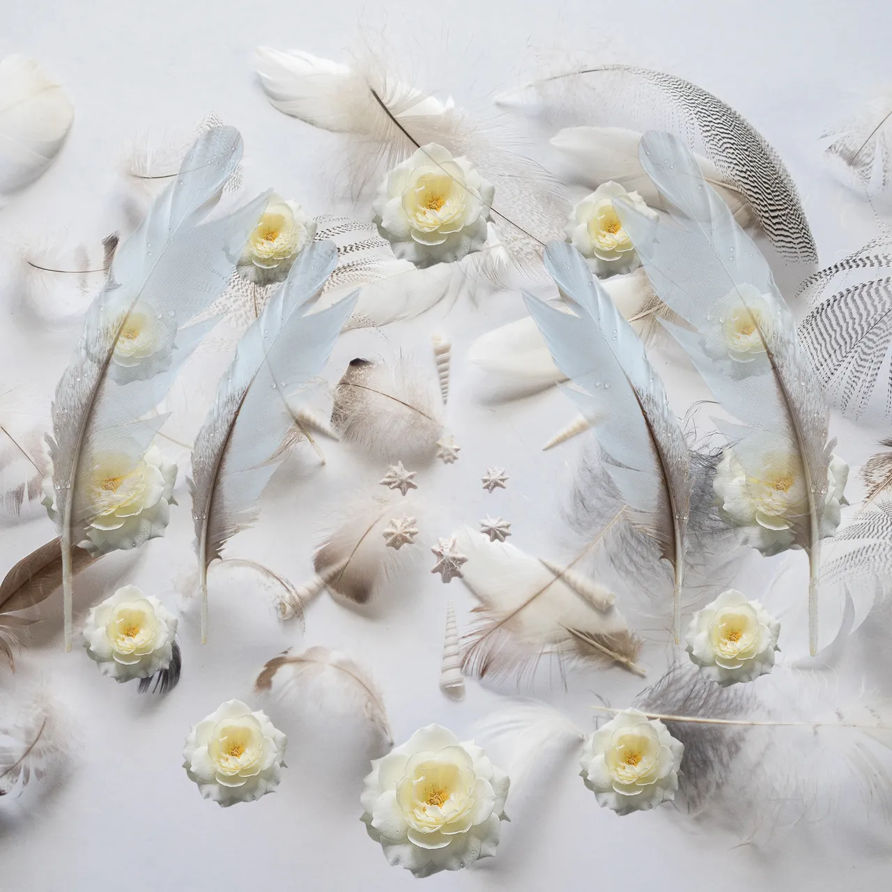 feathers.1111.shells.circles.jpg