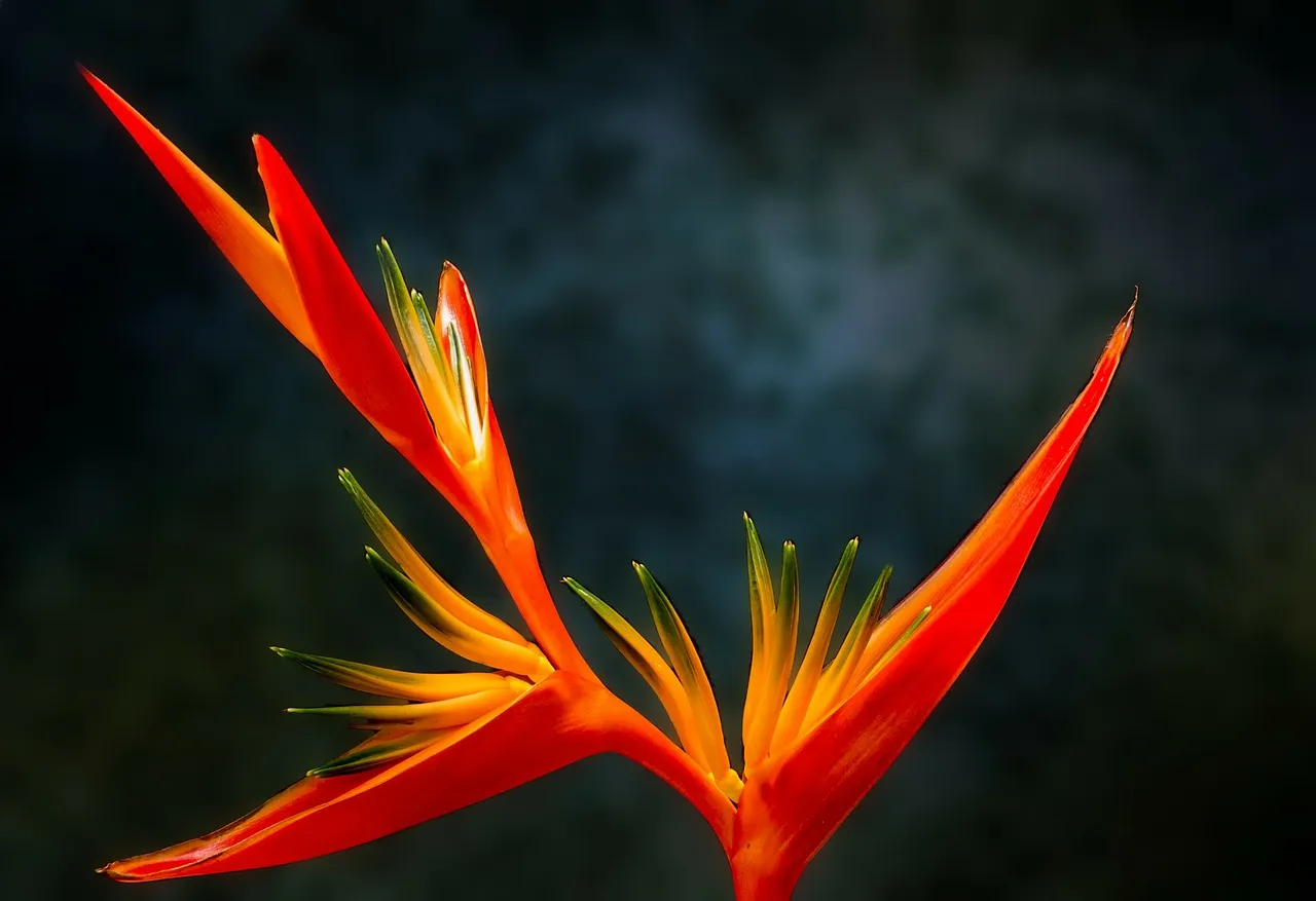 bird-of-paradise-223773_1280.jpg