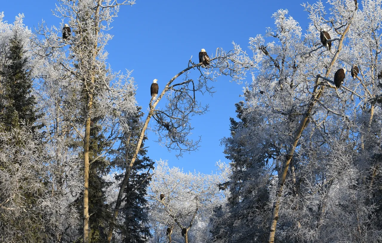 027 1-6-19 eagle trees.jpg