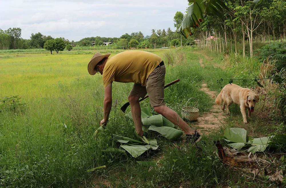 banana-harvesting-2018-07-20.jpg