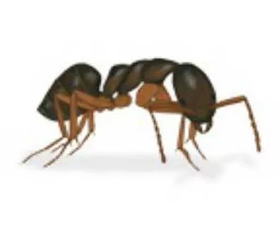 main_odorous-house-ant-image.jpg