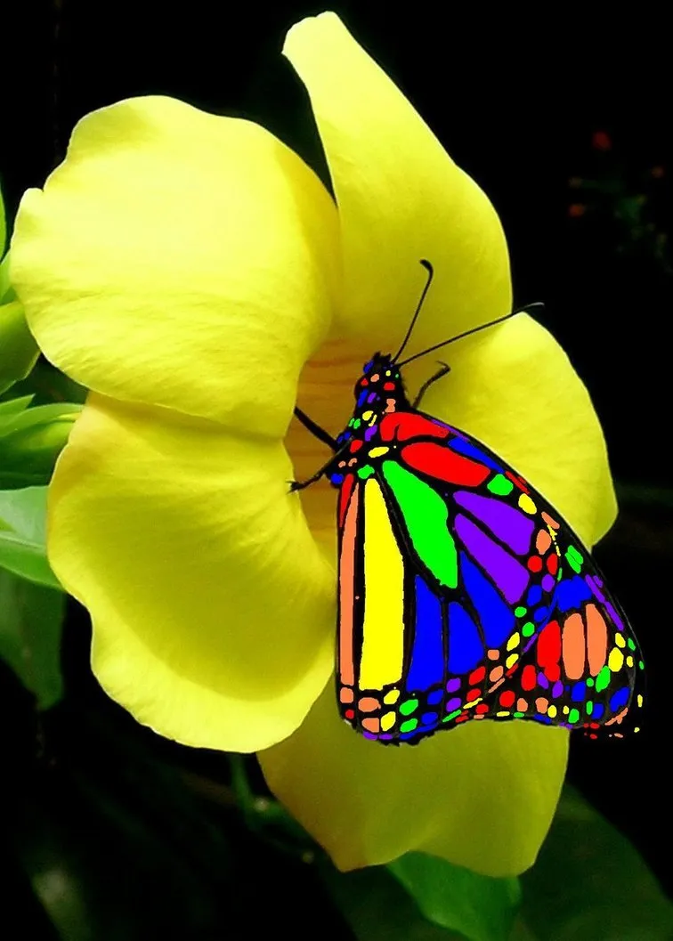 rainbow_butterfly_by_madappy.jpg