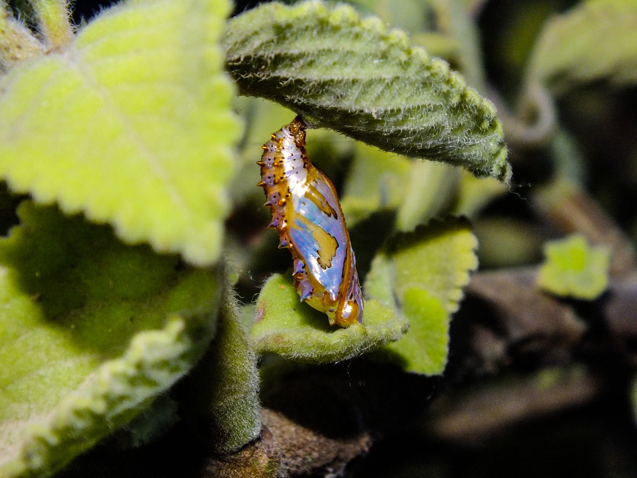 mariposa dorada evolucion_-6.jpg