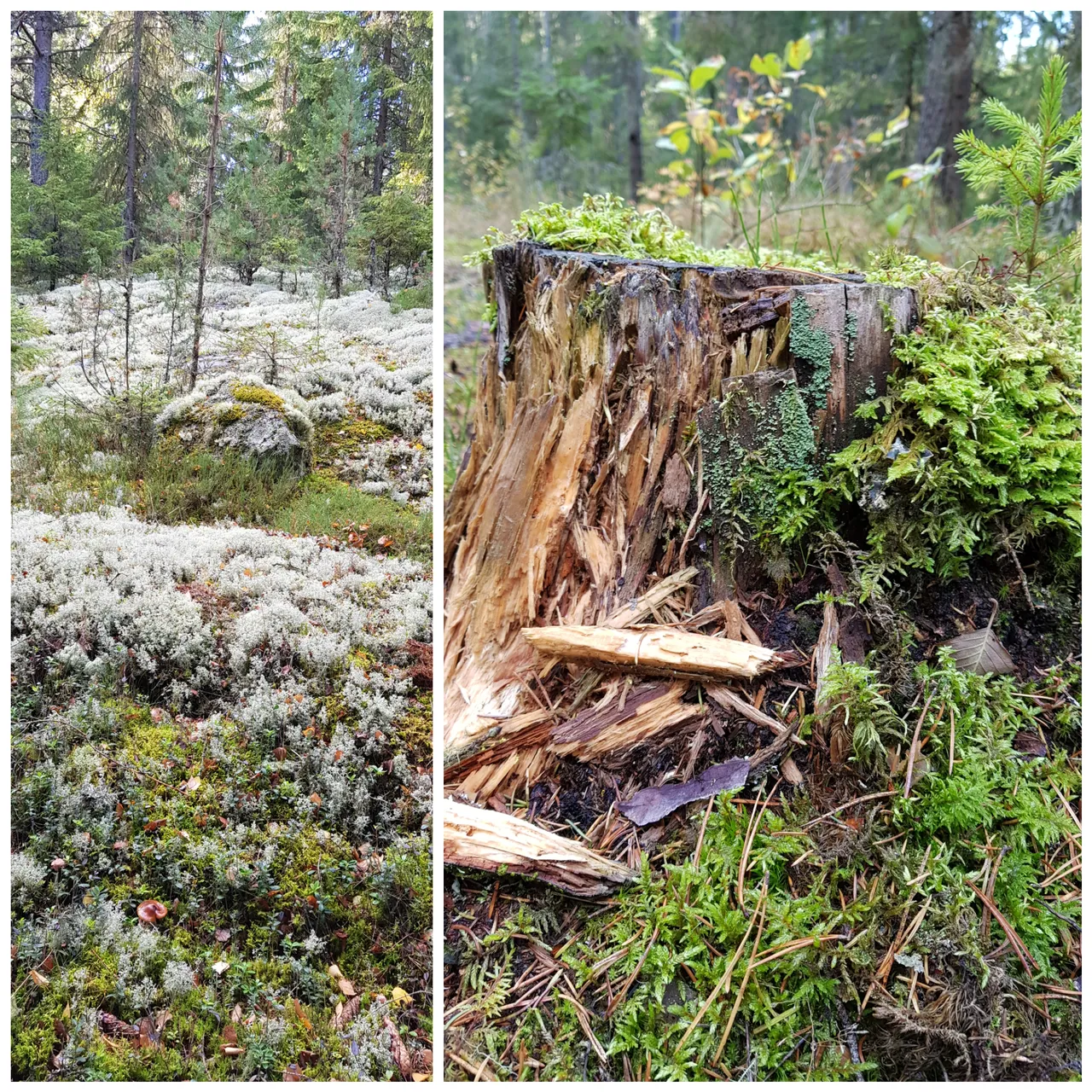 inCollage_20180929_213807639.jpg