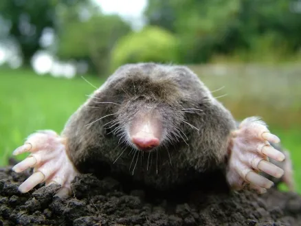 close-up_of_mole_438x0_scale.jpg