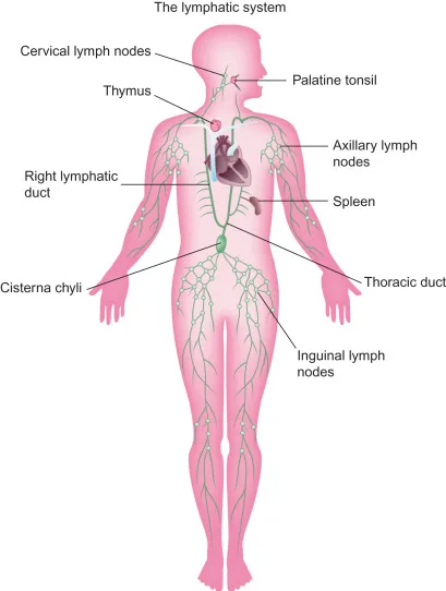 lymphatic system diagram.jpg