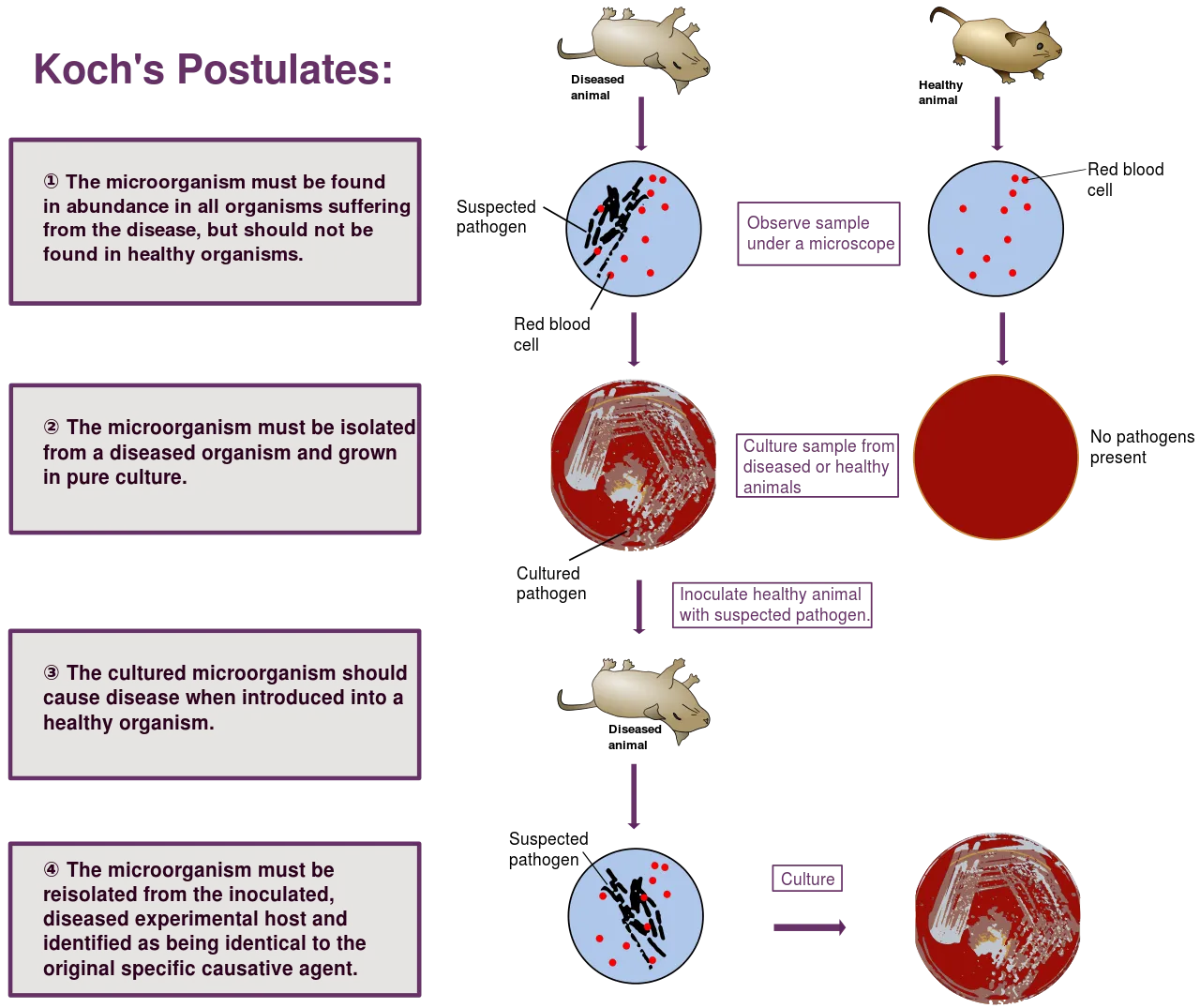 1280px-Koch's_Postulates.svg.png