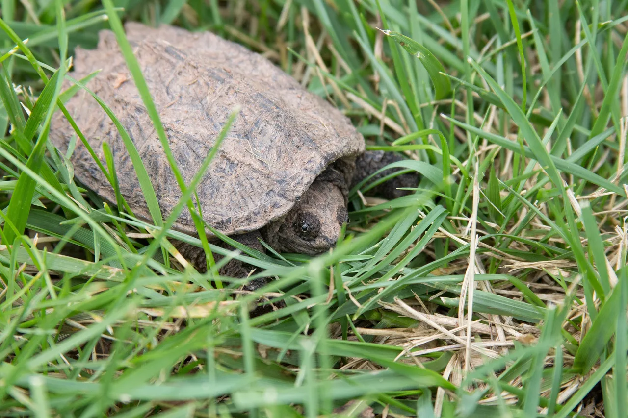 snapping-turtle-2641447_1920.jpg