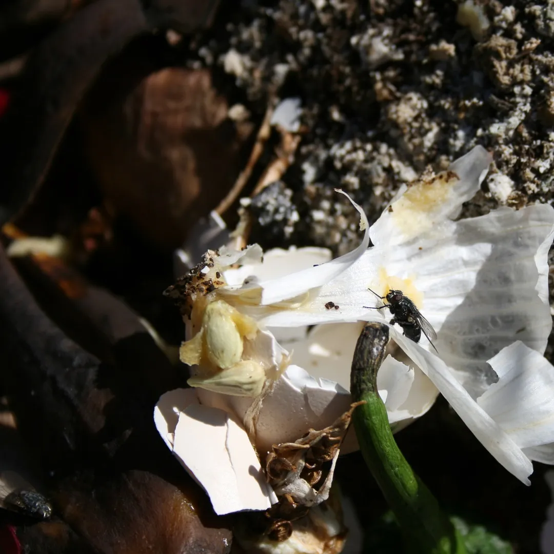 fly compost kitchen scraps