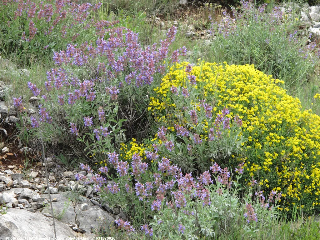 SummerWildflowers-001-090418.jpg