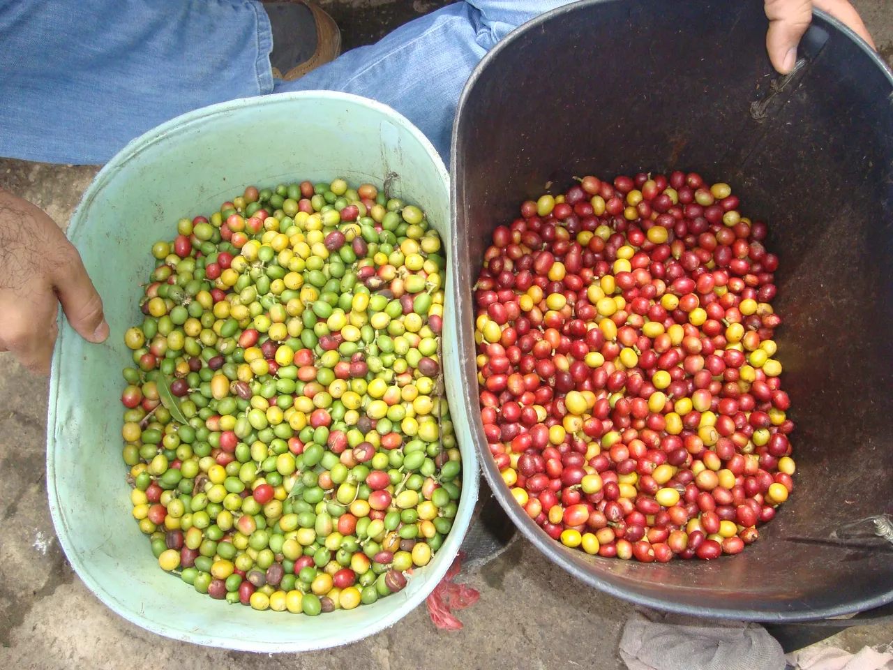 cafe-verde-cafe-maduro-ideal.jpg
