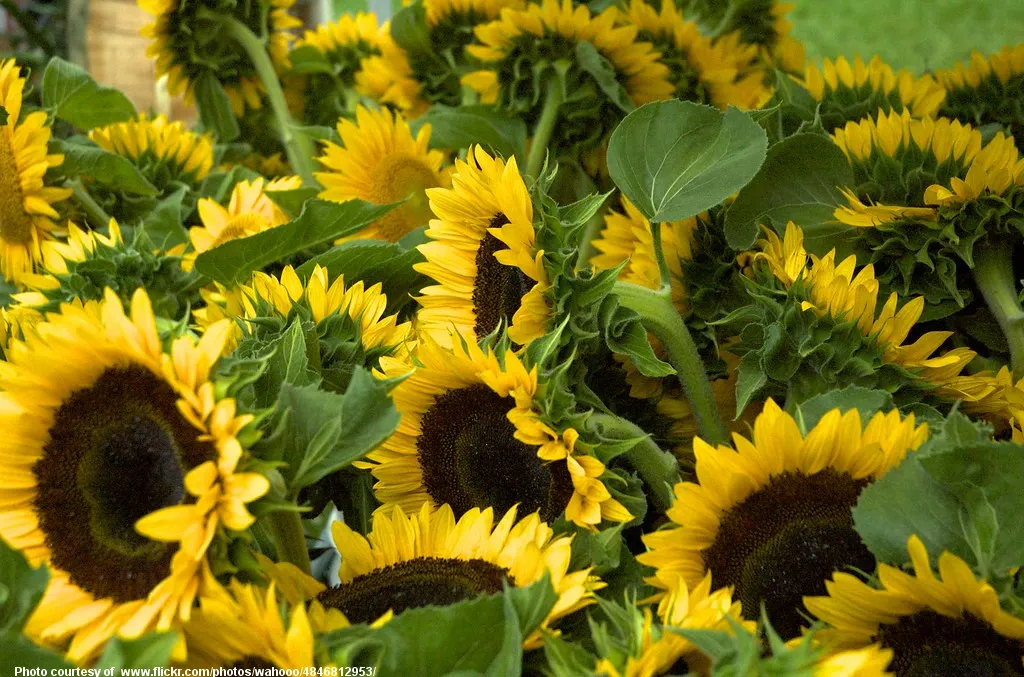 CrowdOfSunflowers-001-061519.jpg