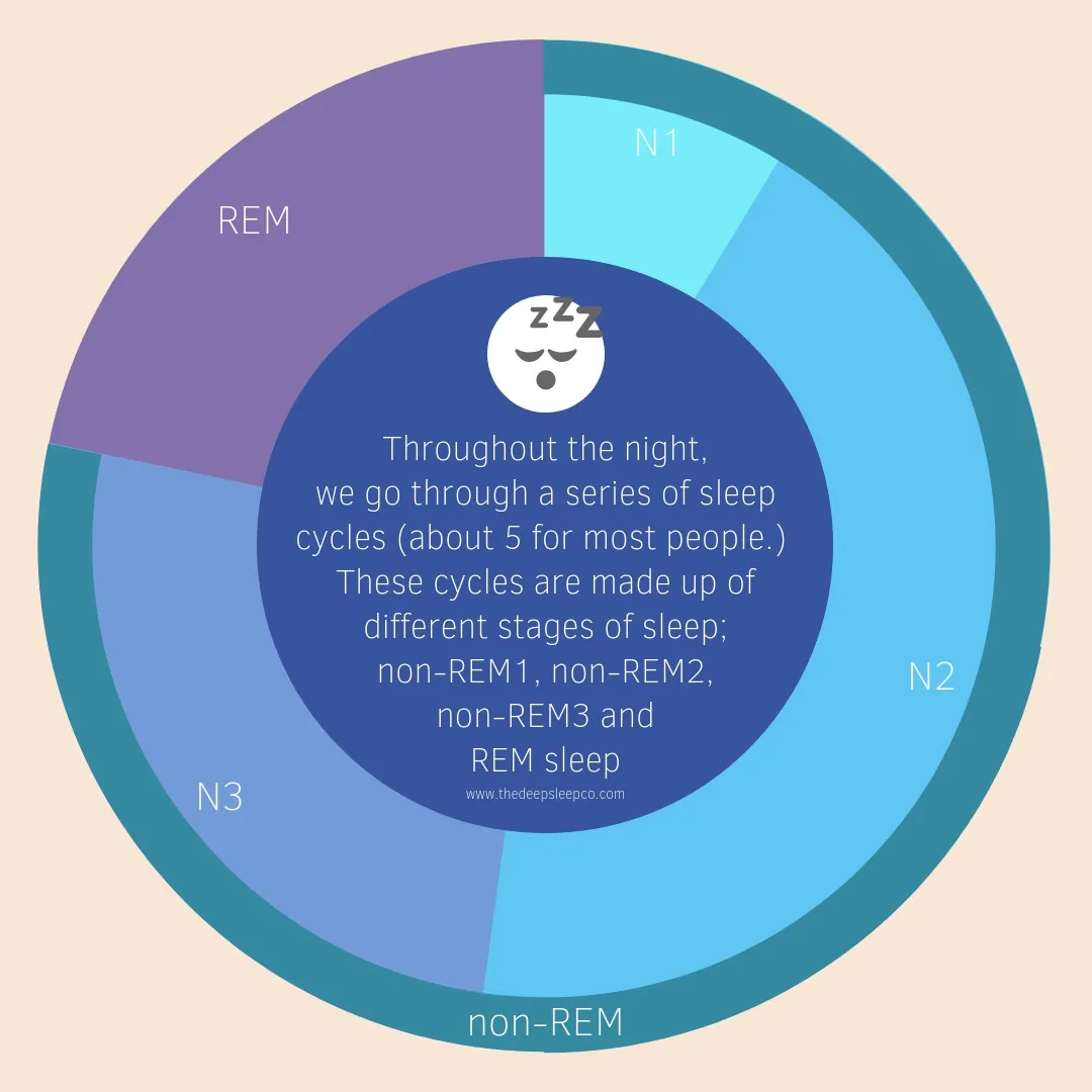 Stages of sleep cycles.jpg