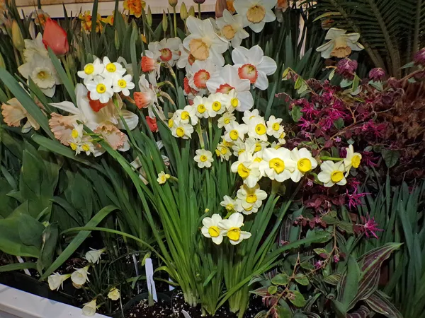 Smith Bulb12 crop March 2020.jpg