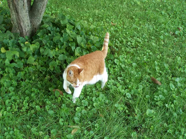 Bryde3 crop Sept. 2018.jpg