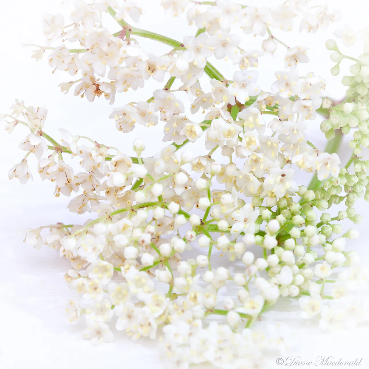 elder flowers on white.jpg