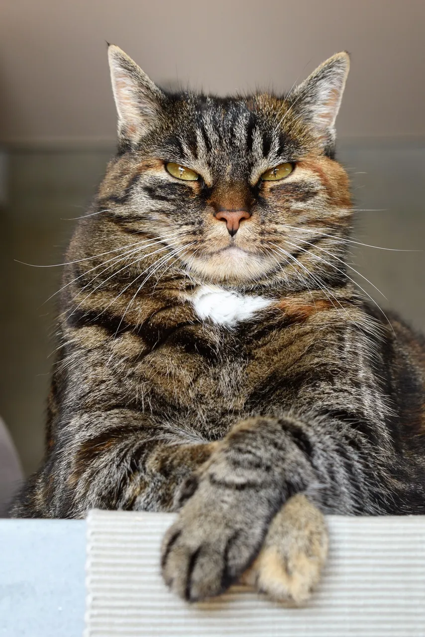 adorable-angry-animal-208984.jpg