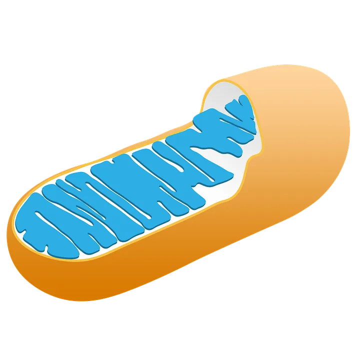 mitochondria-3016868_960_720.png