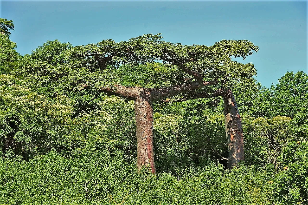 1280px-Adansonia_suarezensis.jpg