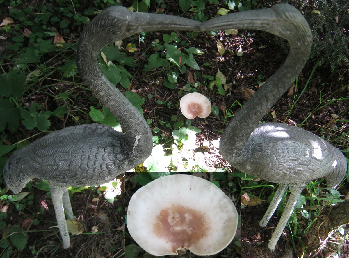 cup mushroom by cranes.JPG