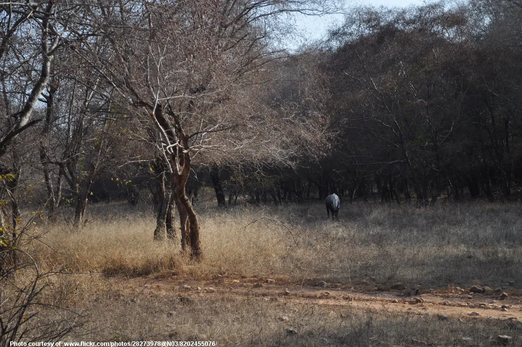 AnimalGrazingInWinter-120218.jpg