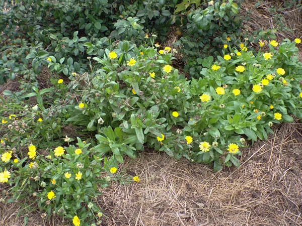 Big garden  calendula crop Oct. 2020.jpg