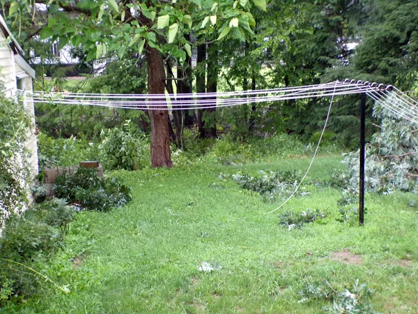 White oak limb down4 crop August 2020.jpg