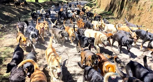 1_CostaRica’sLandoftheStrayDogs.jpg