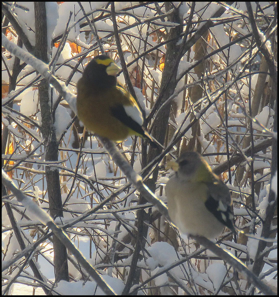 pair of evening grosbeaks on snowy branches.JPG