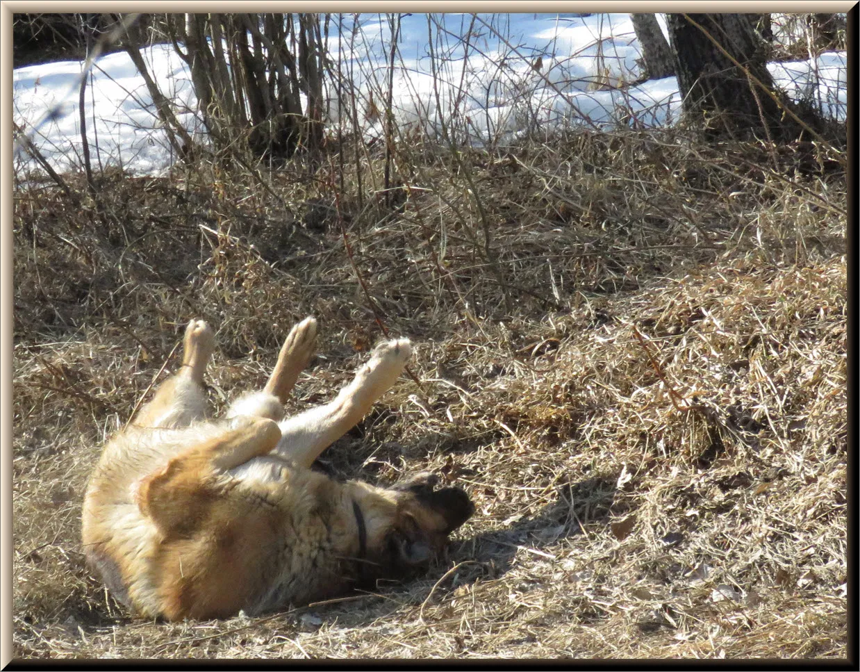 bruno upside down rolling in the dry grass.JPG