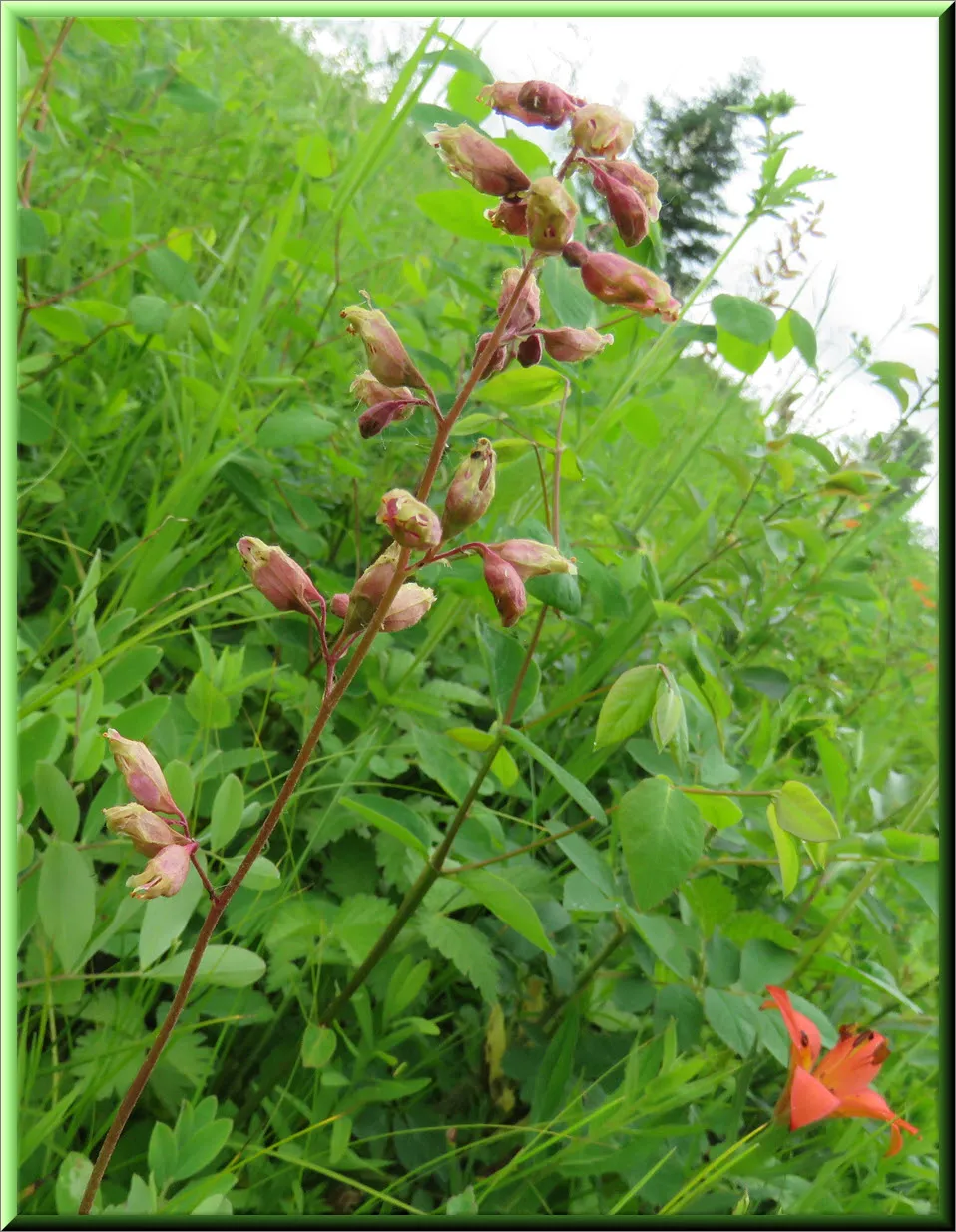 close up heuchera bloom tigerlily beside it.JPG