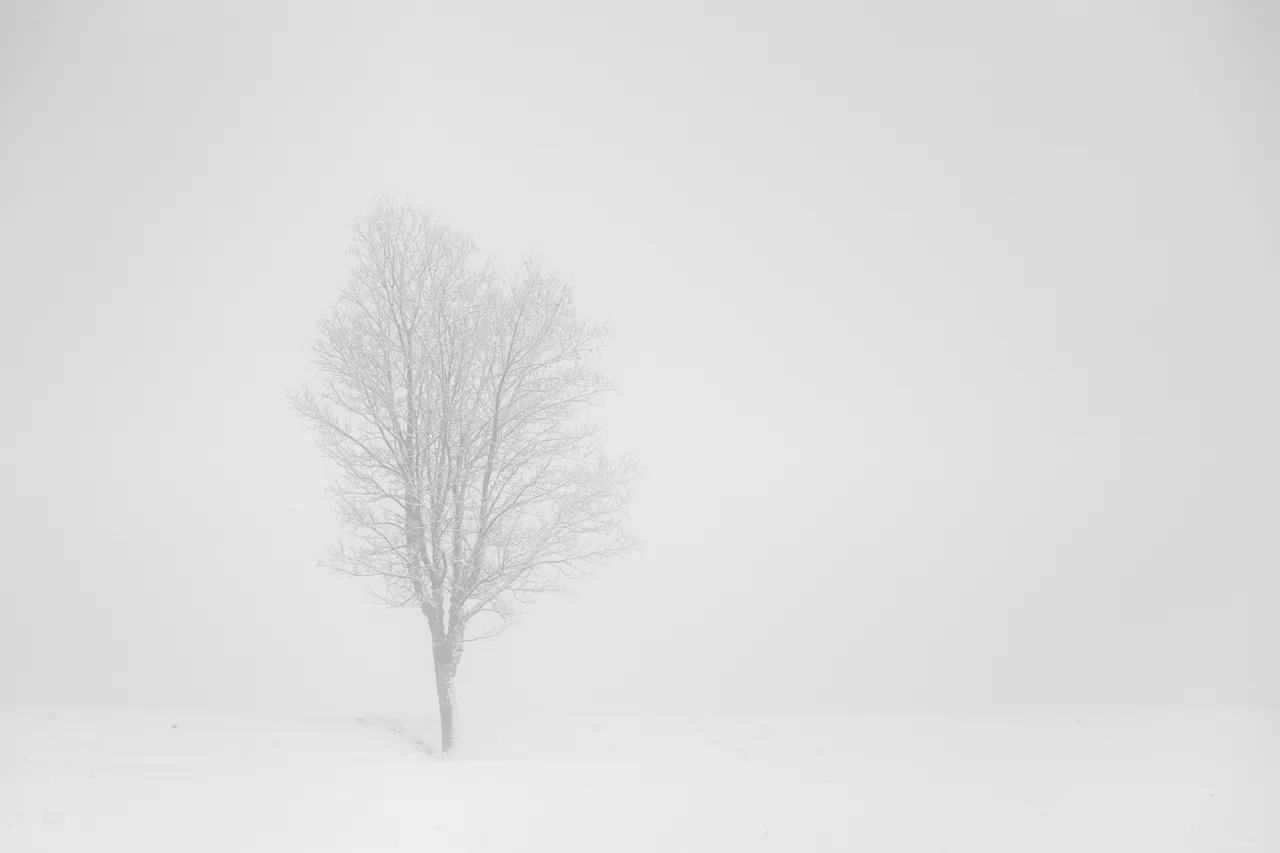 Trees on White - white fog, white snow, silhouettes of trees