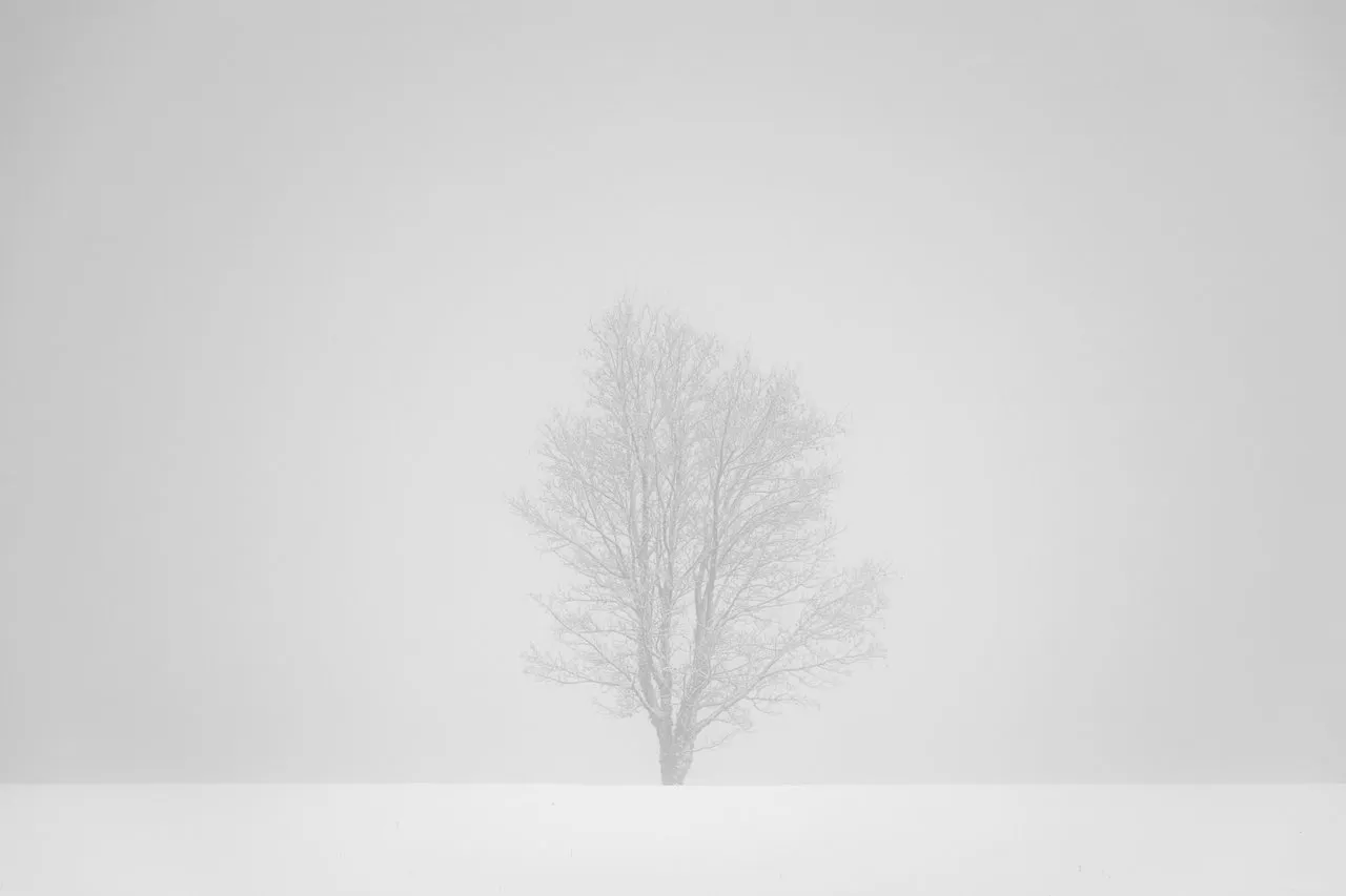 Trees on White - white fog, white snow, silhouettes of trees