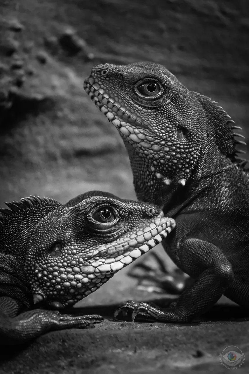 Lizard Couple Portrait
